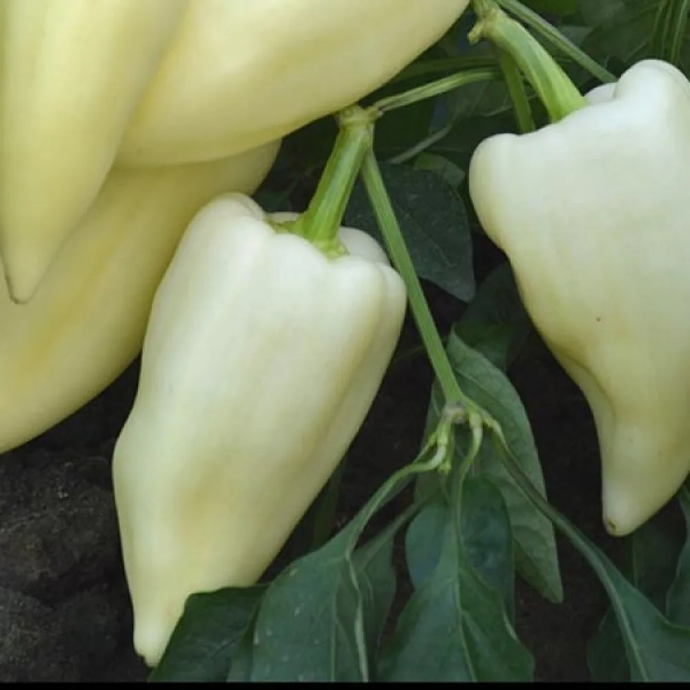 Paprika 'Mira'