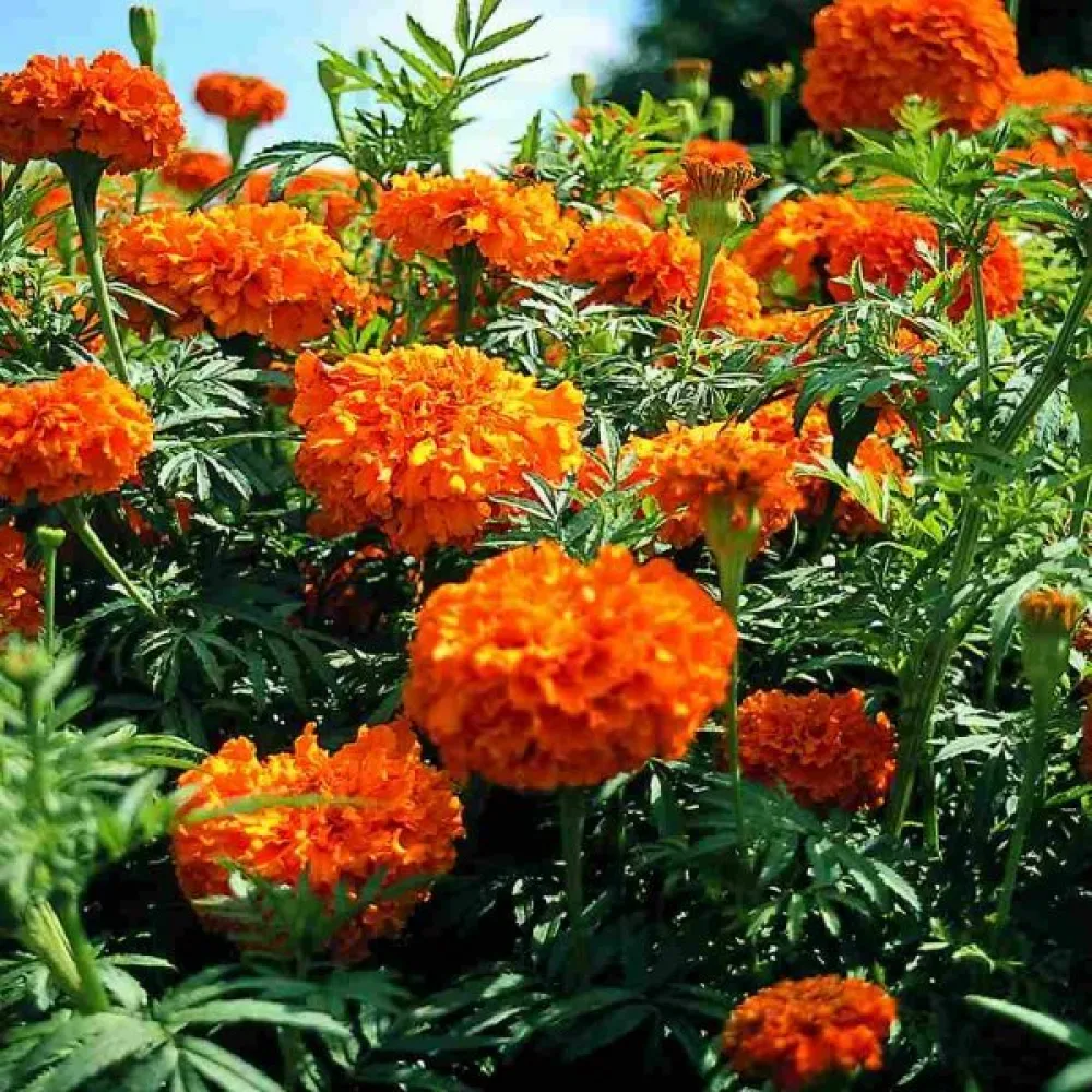 Kookossamettikukka 'Sierra Orange'