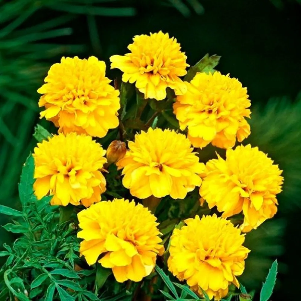 Ruusukesamettikukka 'Petite Gold'