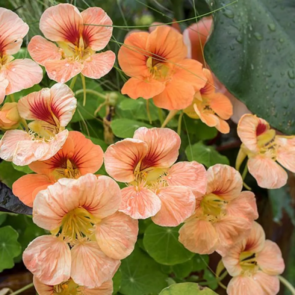 Köynnöskrassi 'Apricot'