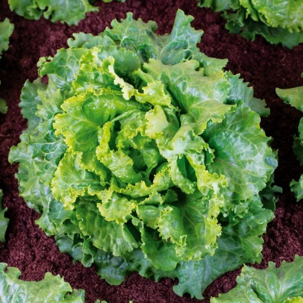 Jäävuorisalaatti 'Doree de Printemps'