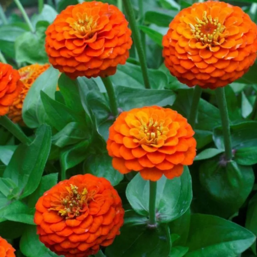Tsinnia 'Super Yoga Orange'
