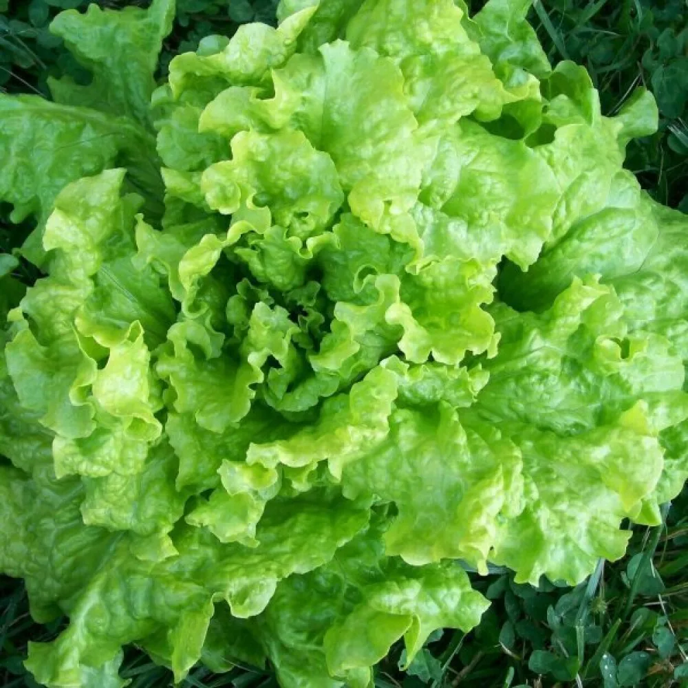 Salaatti 'Gentilina'