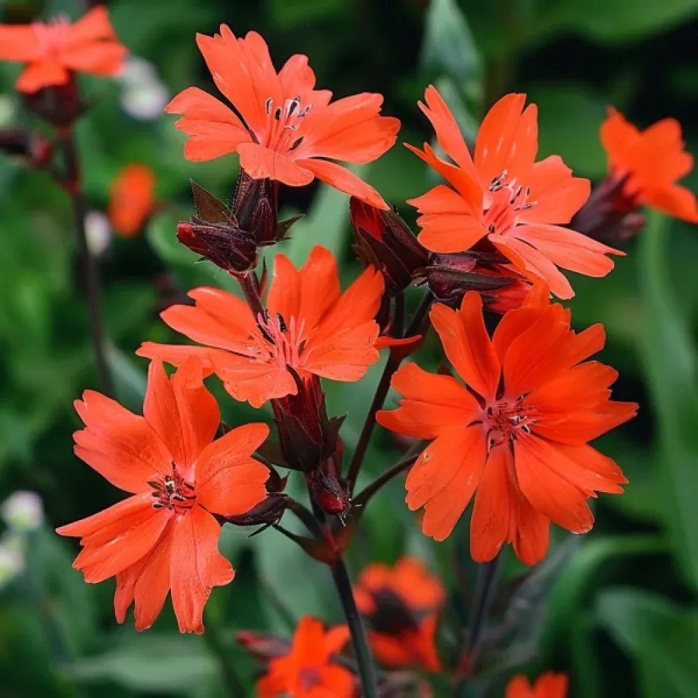 Palava rakkaus Lychnis chalcedonica, sekoitus