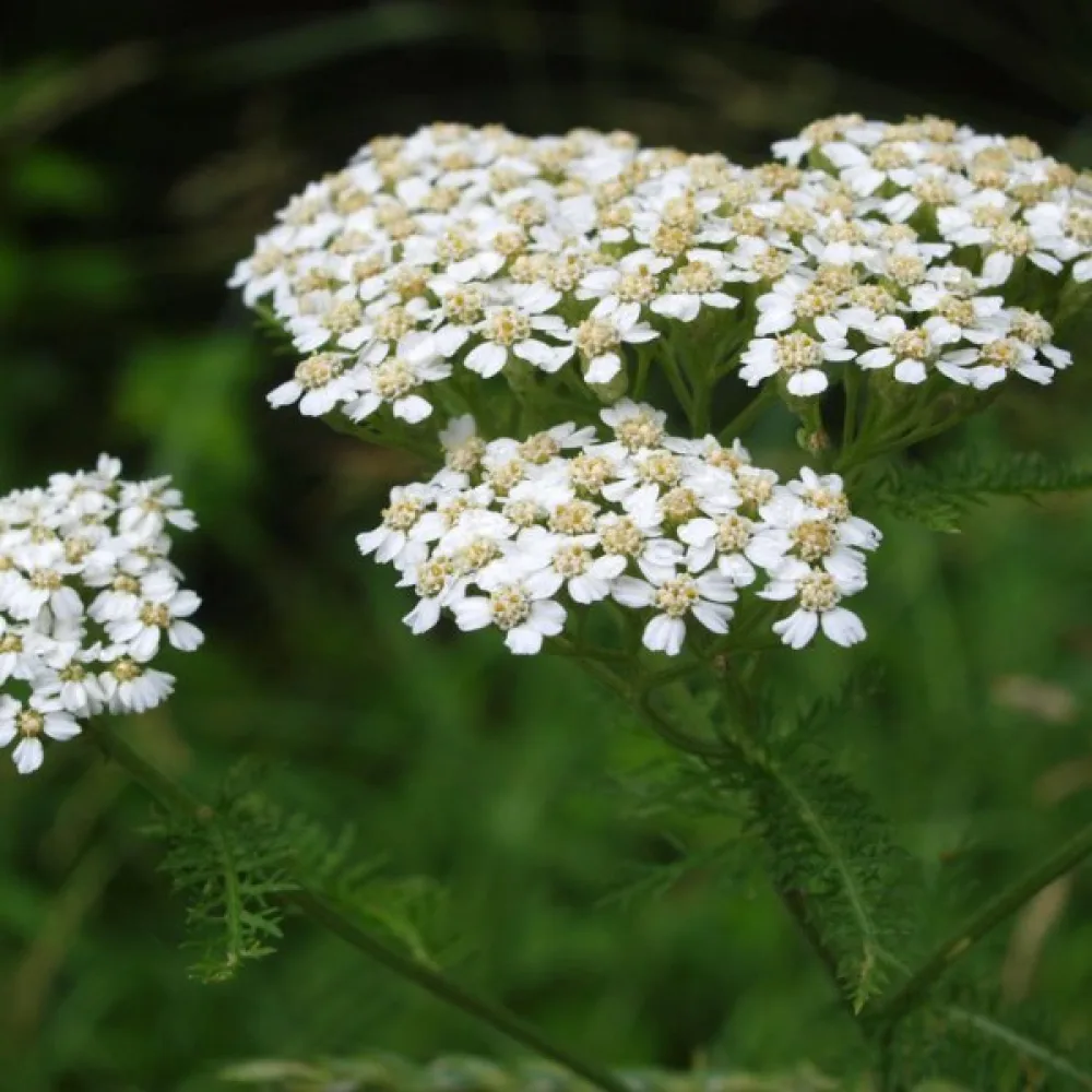 Siankärsämö Achillea millefolium