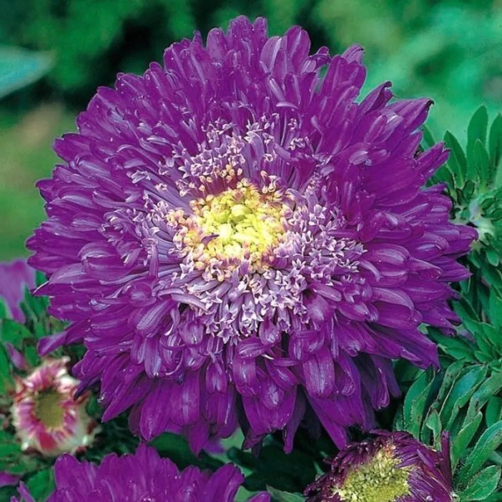 Kesäasteri 'Bolero' – violetti