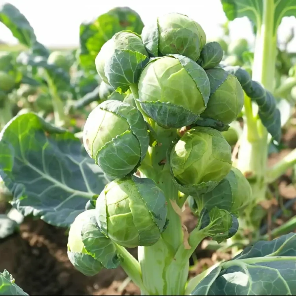 Ruusukaali 'Groninger'