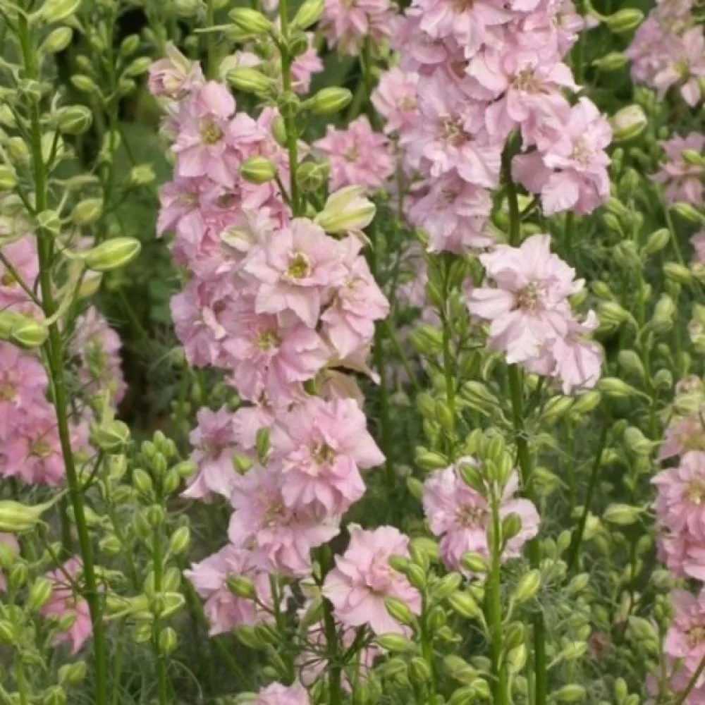 Kesäkukonkannus 'Pink Queen' – vaaleanpunainen