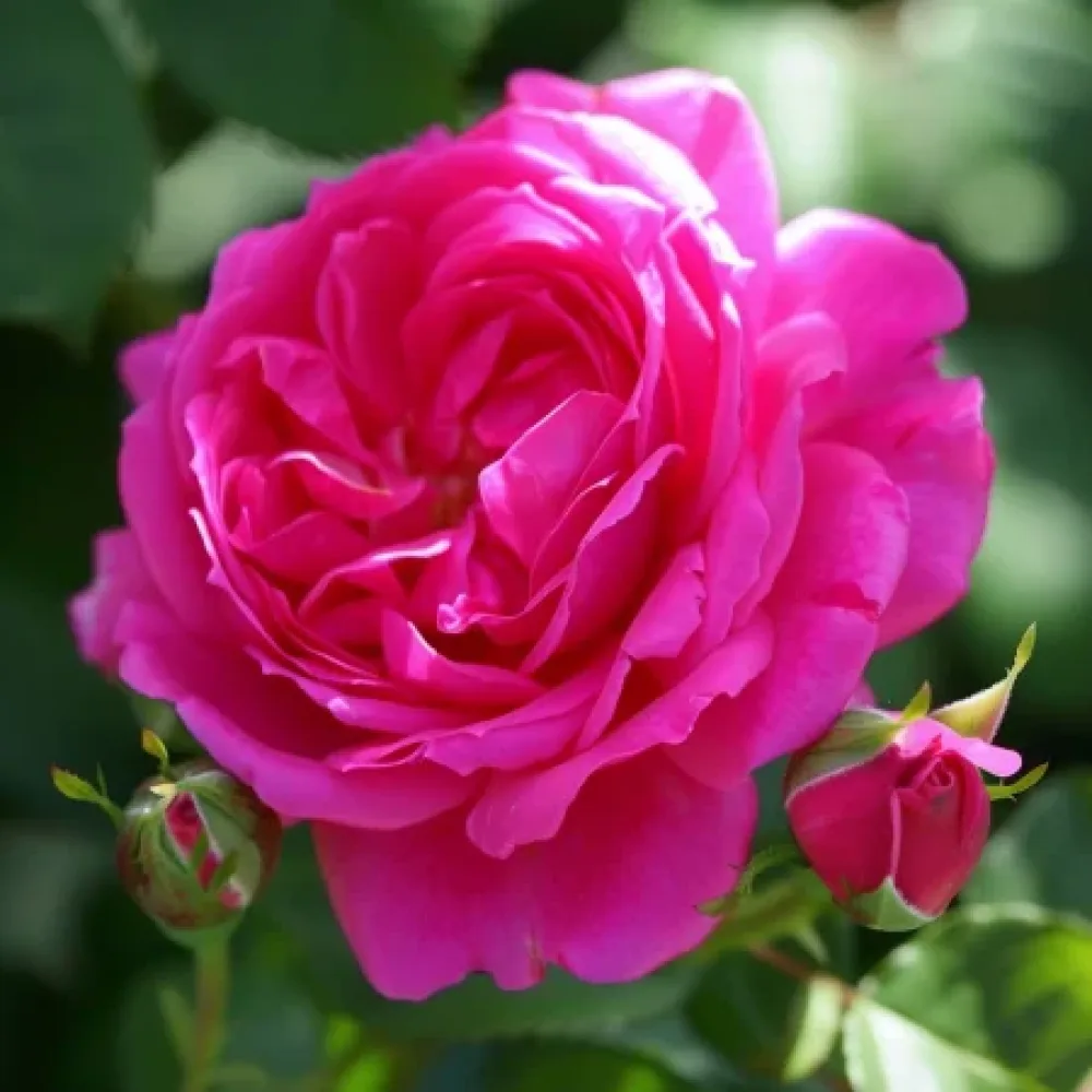 Ruusu 'Blooming Cloud' – paljasjuurinen