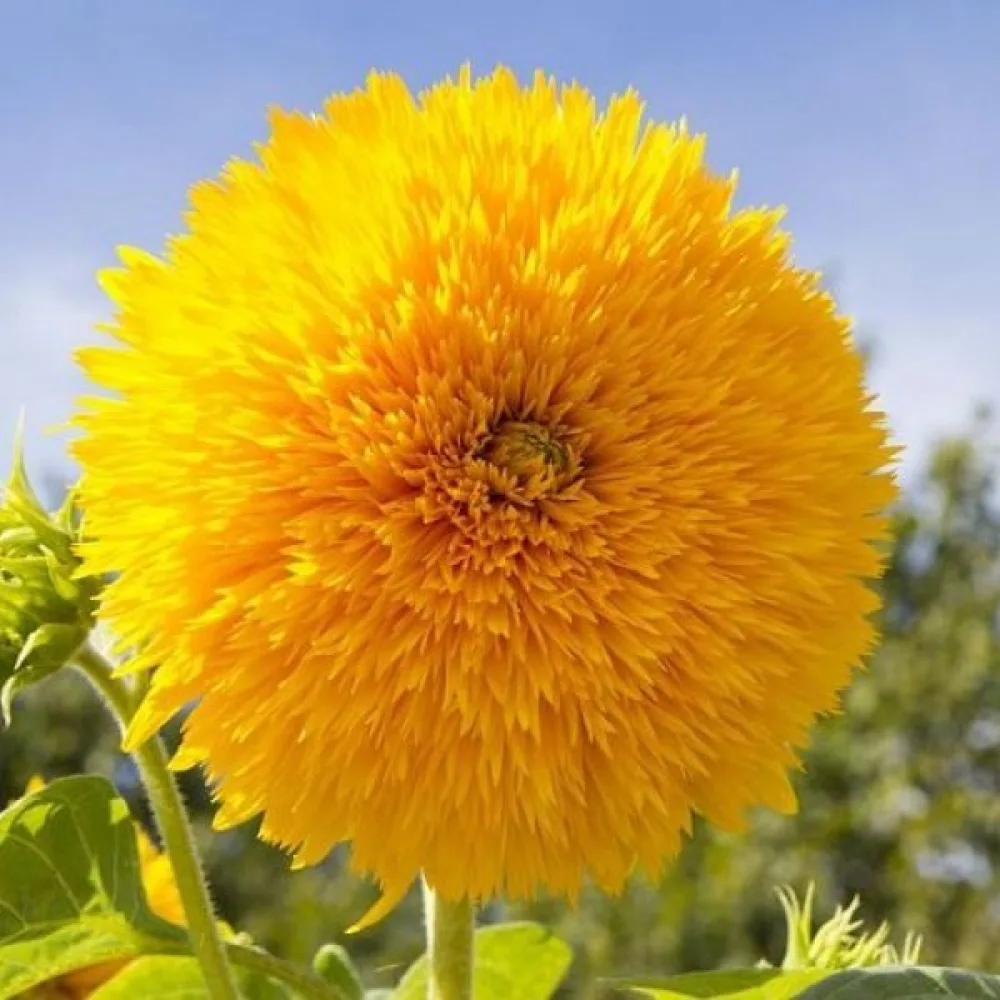 Auringonkukka 'Dwarf Sungold'