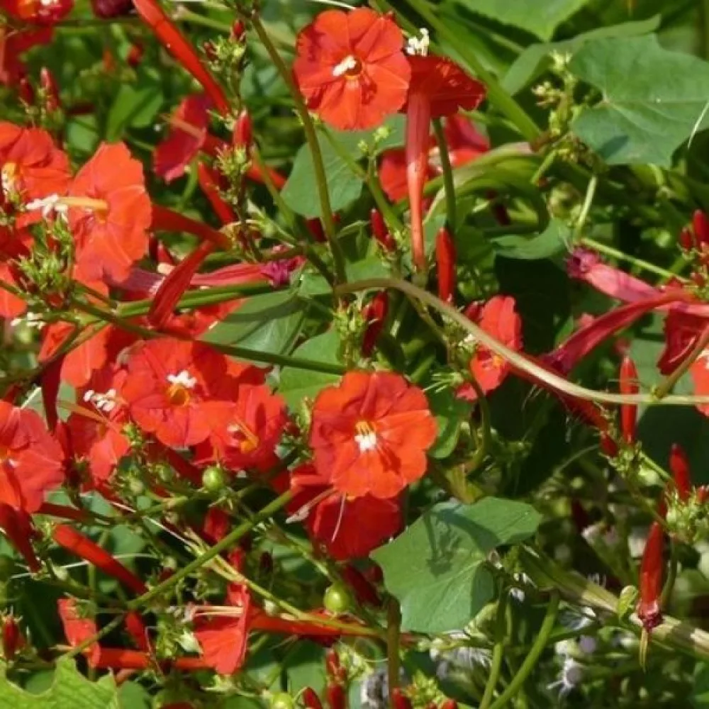 Elämänlanka Ipomoea luteola – oranssi
