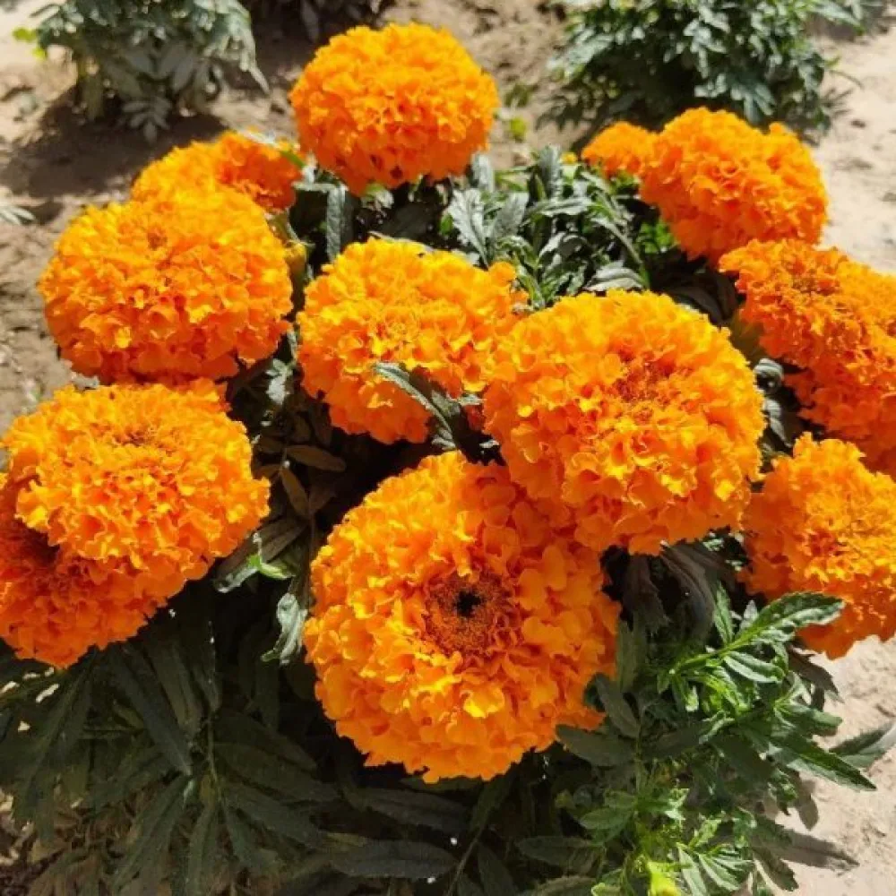 Ruusukesamettikukka 'Harvest Moon'