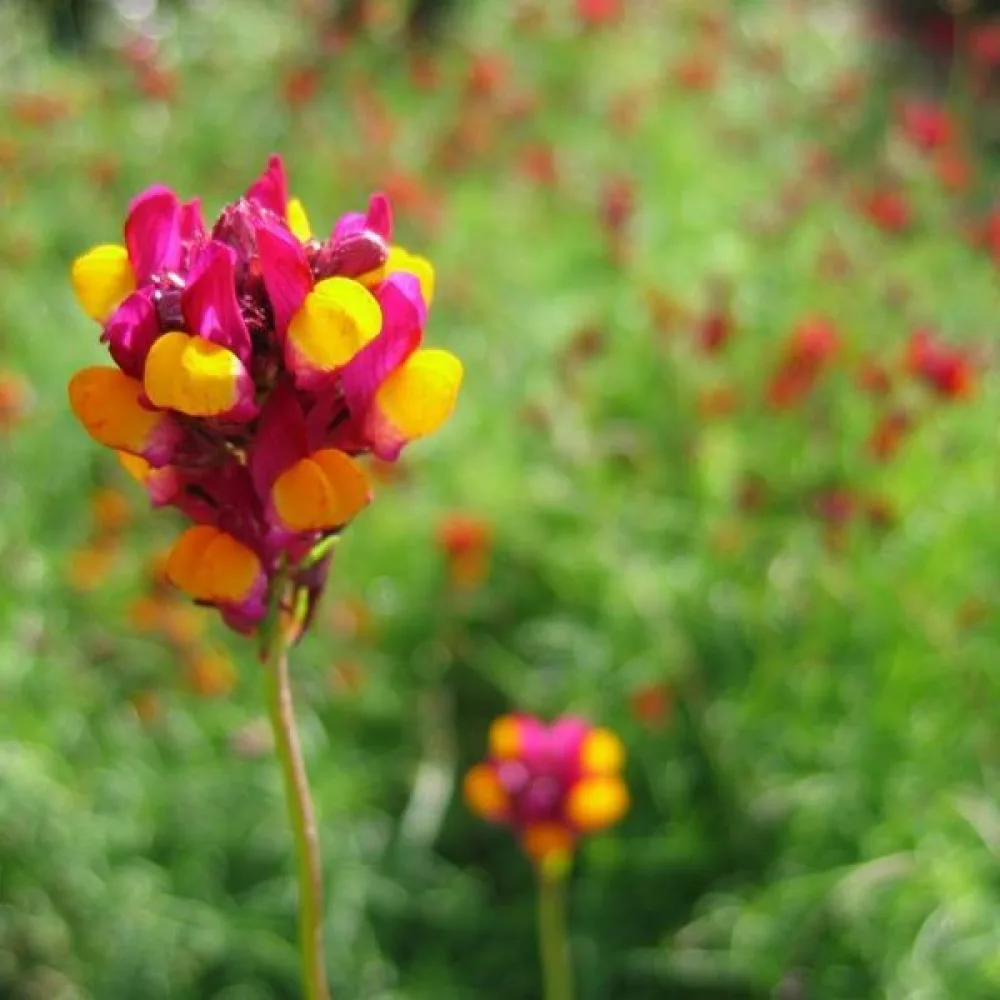 Kannusruoho 'Aureopurpurea'