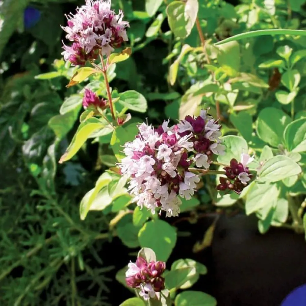 Oregano