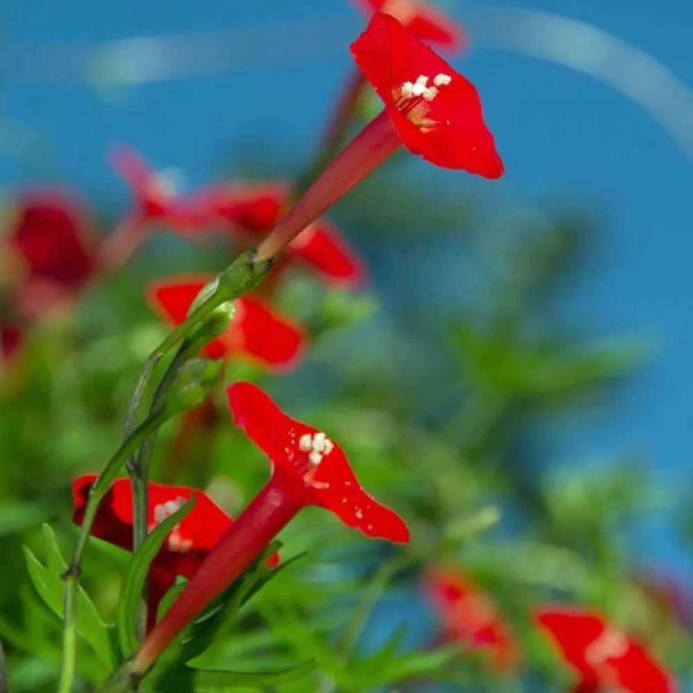 Kardinaaliköynnös 'Cardinal Climber'