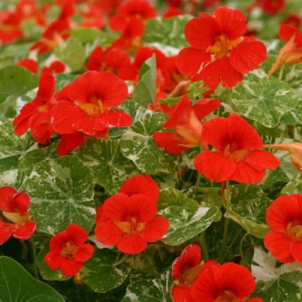 Köynnöskrassi 'Alaska Scarlet'