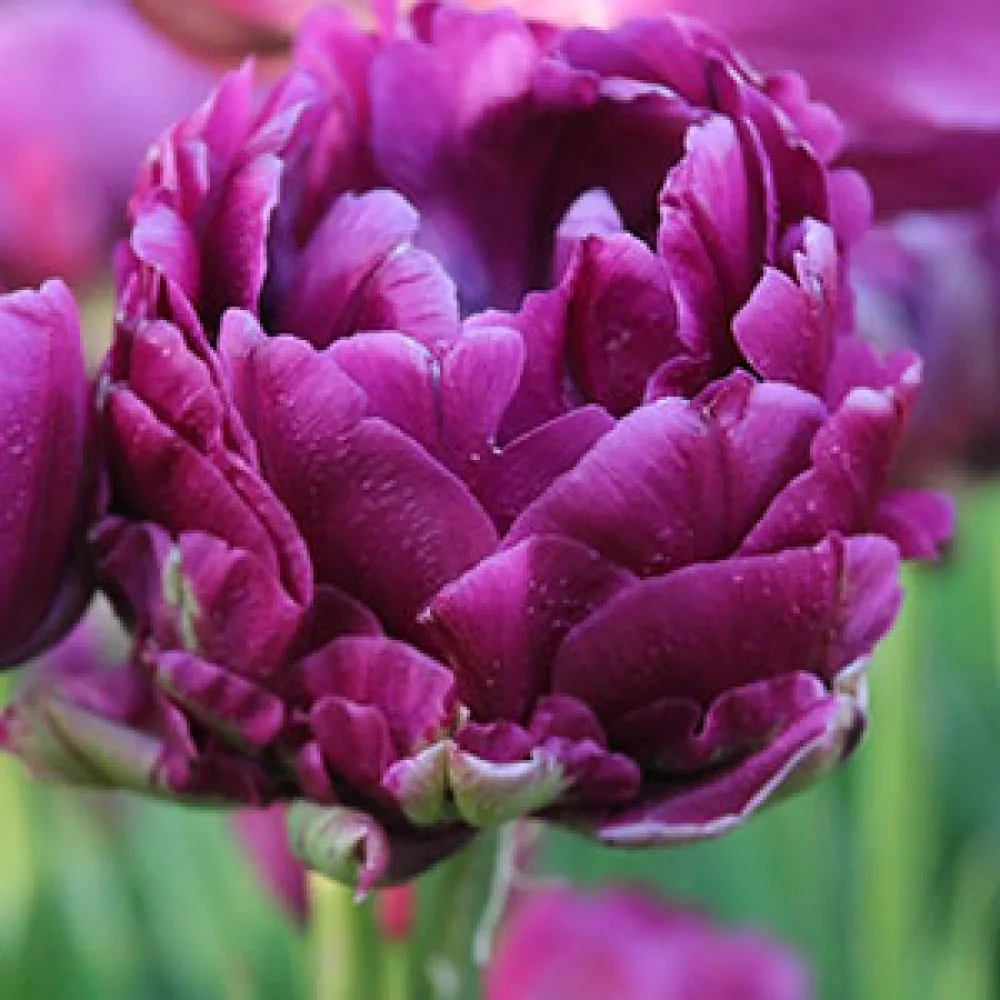Tulppaani 'Negrita Double'