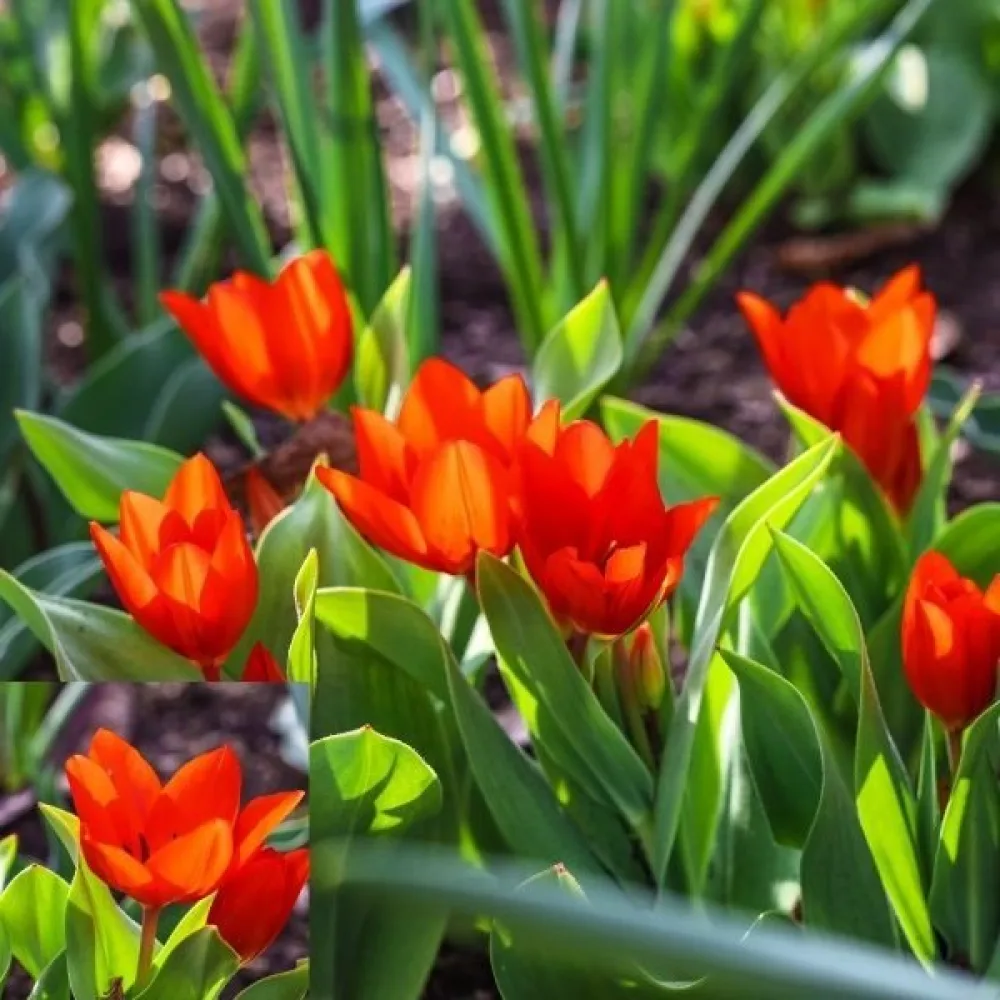 Tulppaani 'Praestans Zwanenburg'