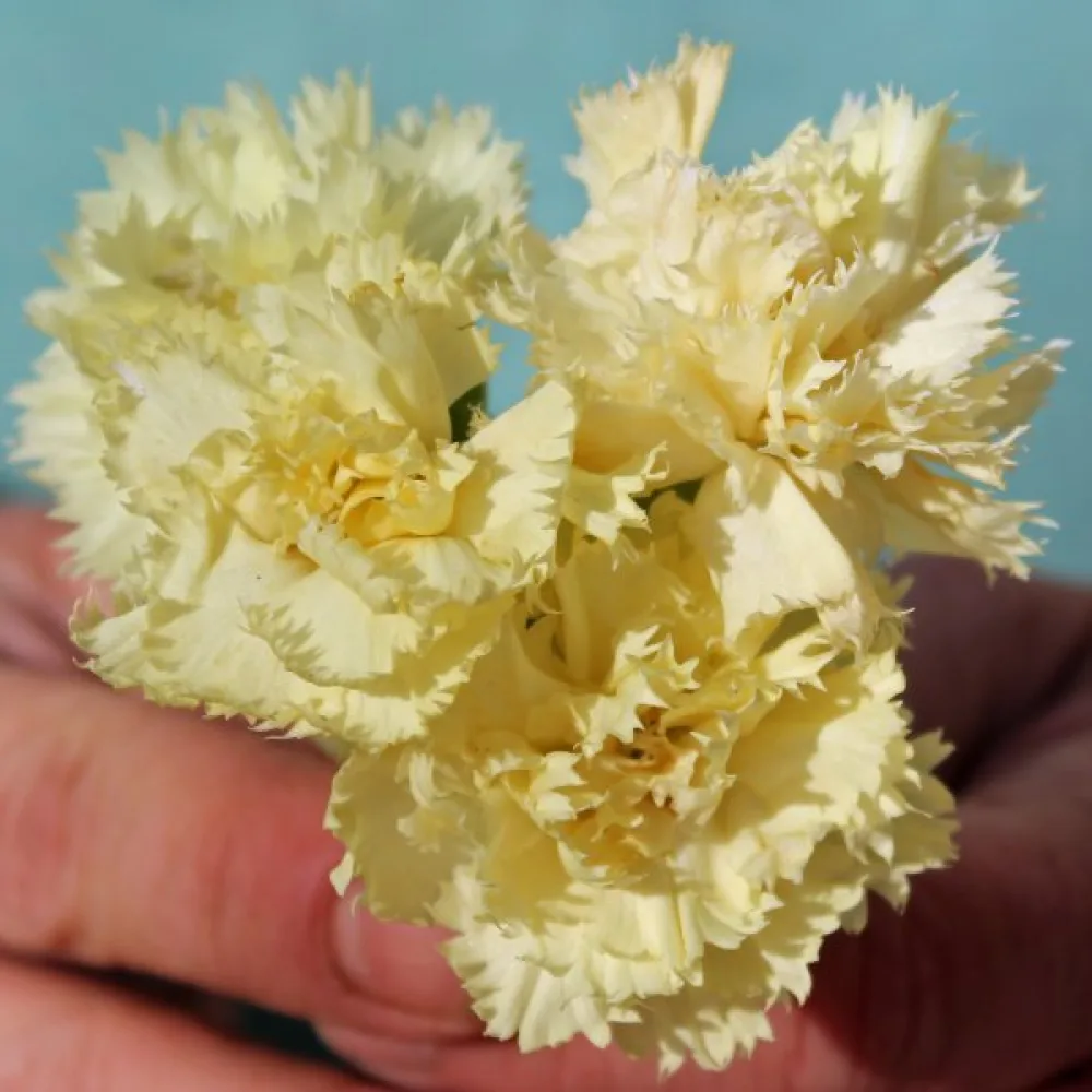 Neilikka Chabaud 'Marie Chabaud'