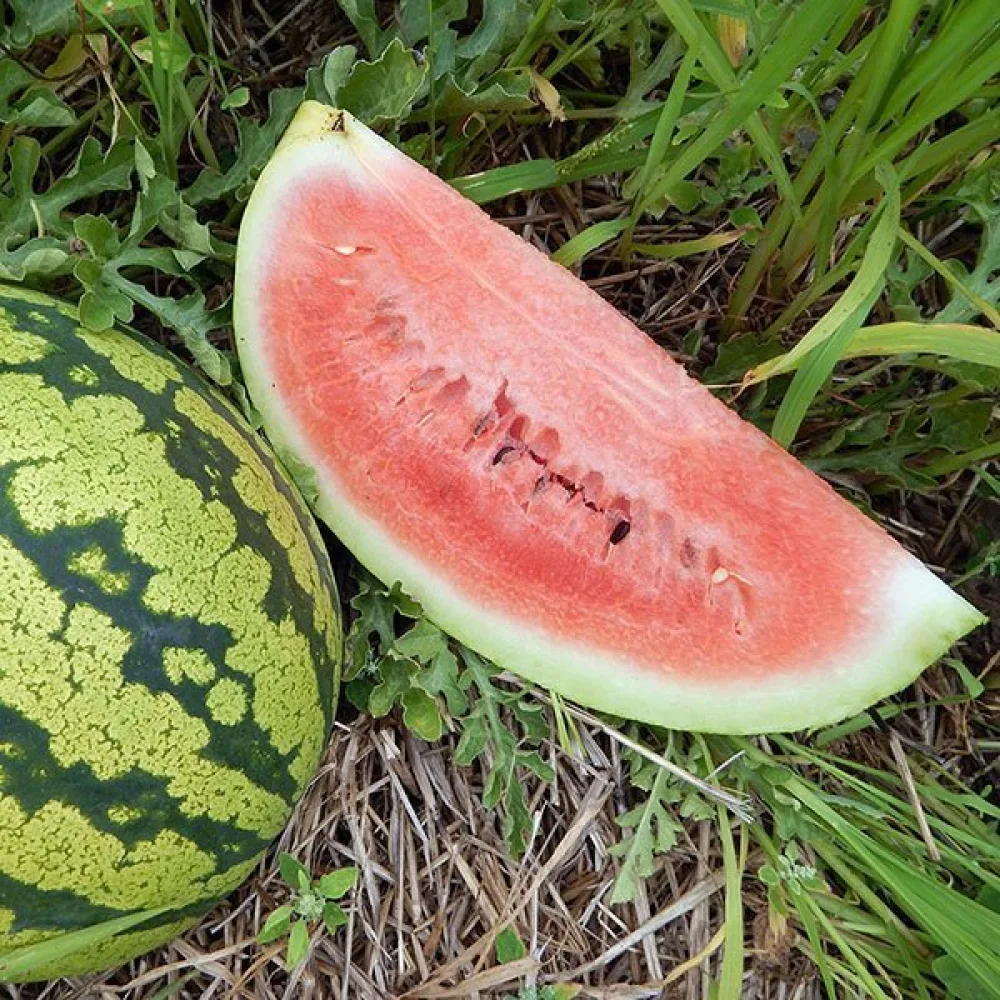 Vesimeloni 'Moro' F1