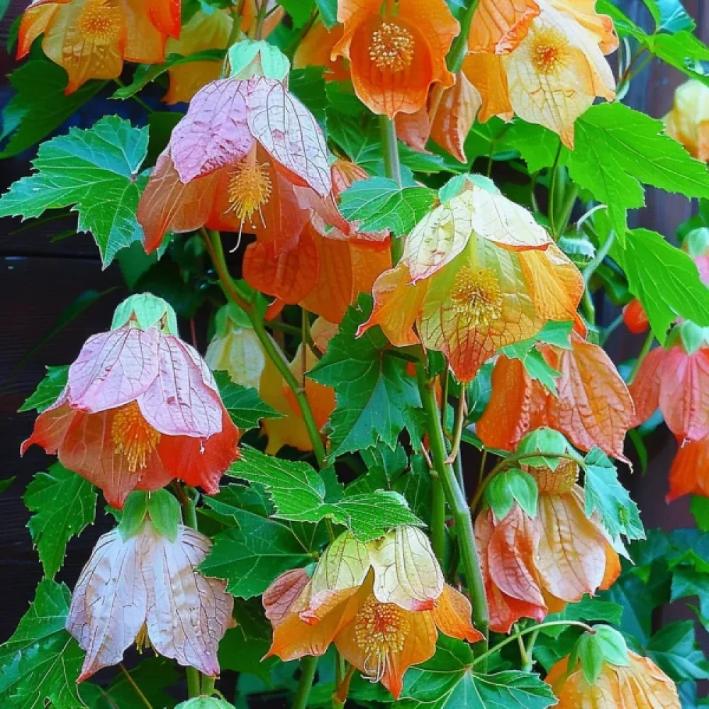 Abutilon, isokukkainen sekoitus