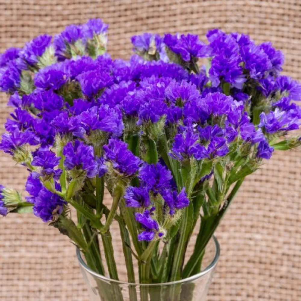 Limonium sinuatum – purppura