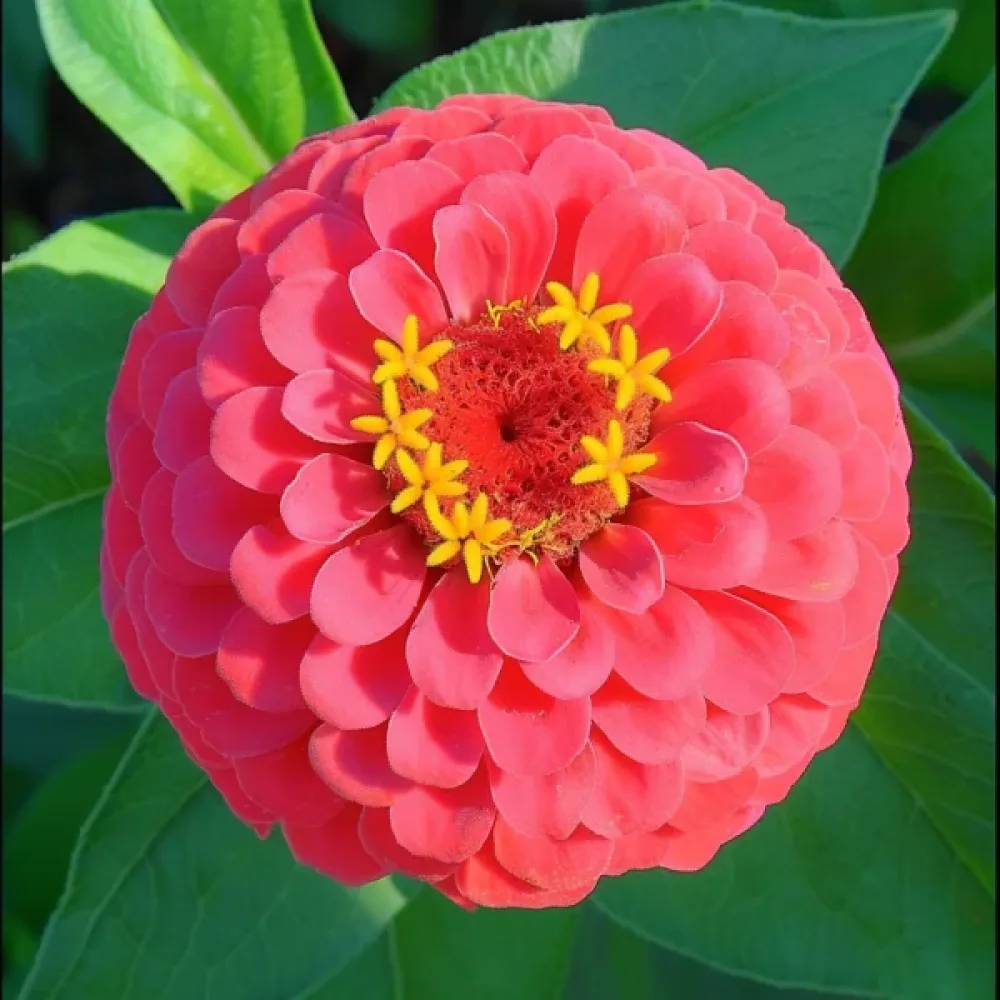 Zinnia 'Attraktion', koralli