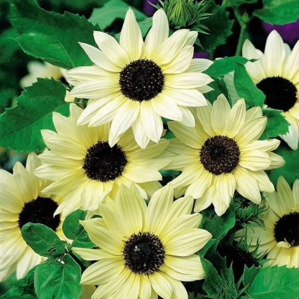 Auringonkukka 'Vanilla Ice'