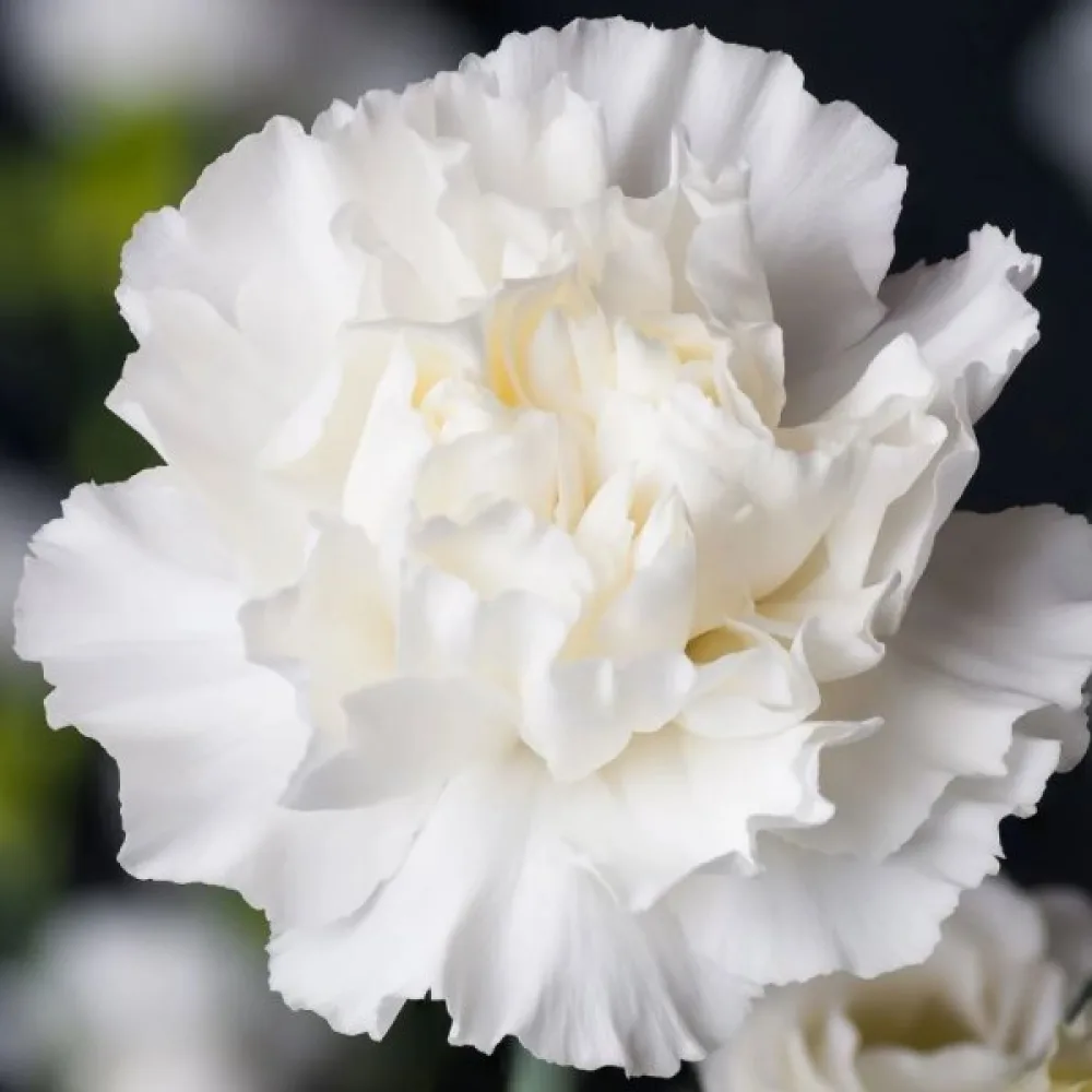 Neilikka Chabaud 'Jeanne Dionis'
