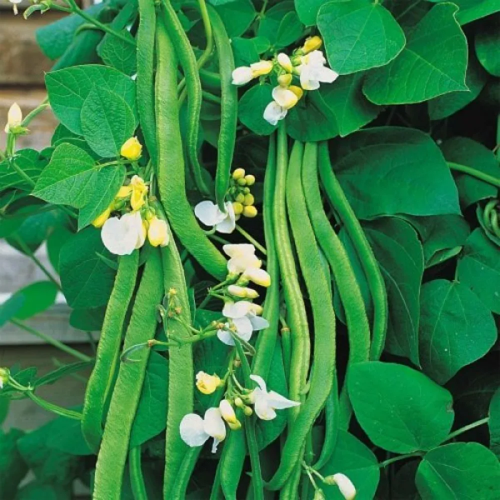 Ruusupapu 'Emergo'