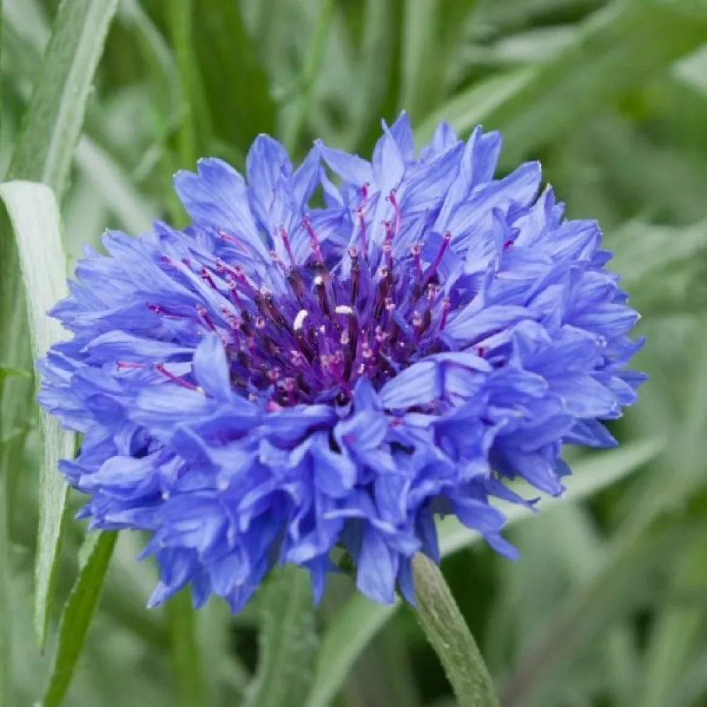 Ruiskaunokki 'Florence', sininen