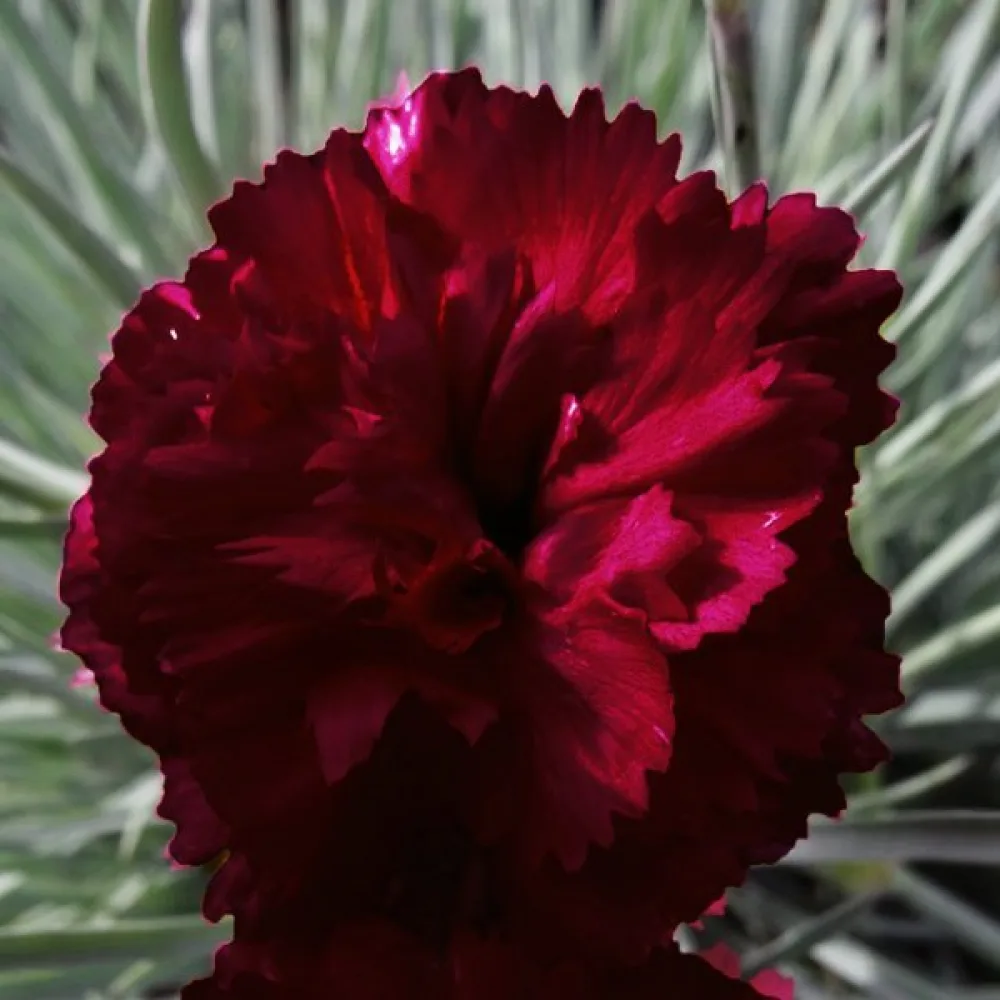 Neilikka 'Grenadin' – punaruskea