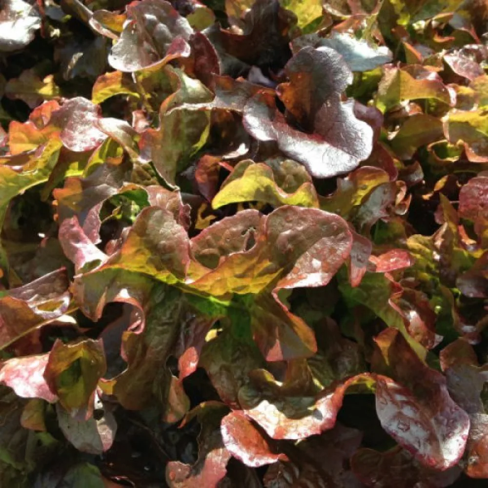 Salaatti 'Red Salad Bowl'