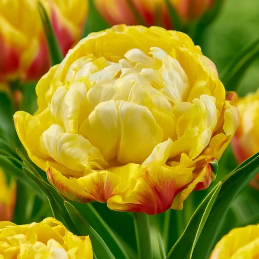 Tulppaani 'Ice Cream Lemon'