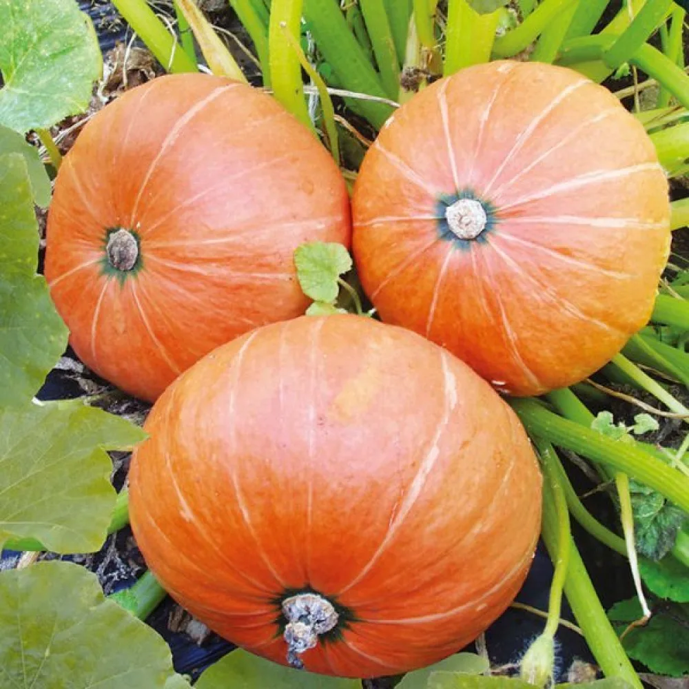Kurpitsa 'Amazonka'