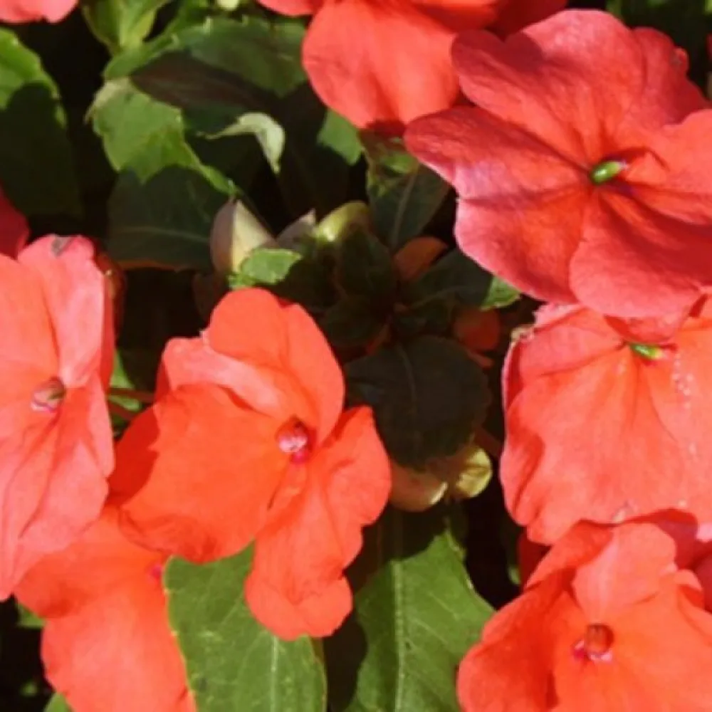Ahkeraliisa 'Holstii' – sekoitus