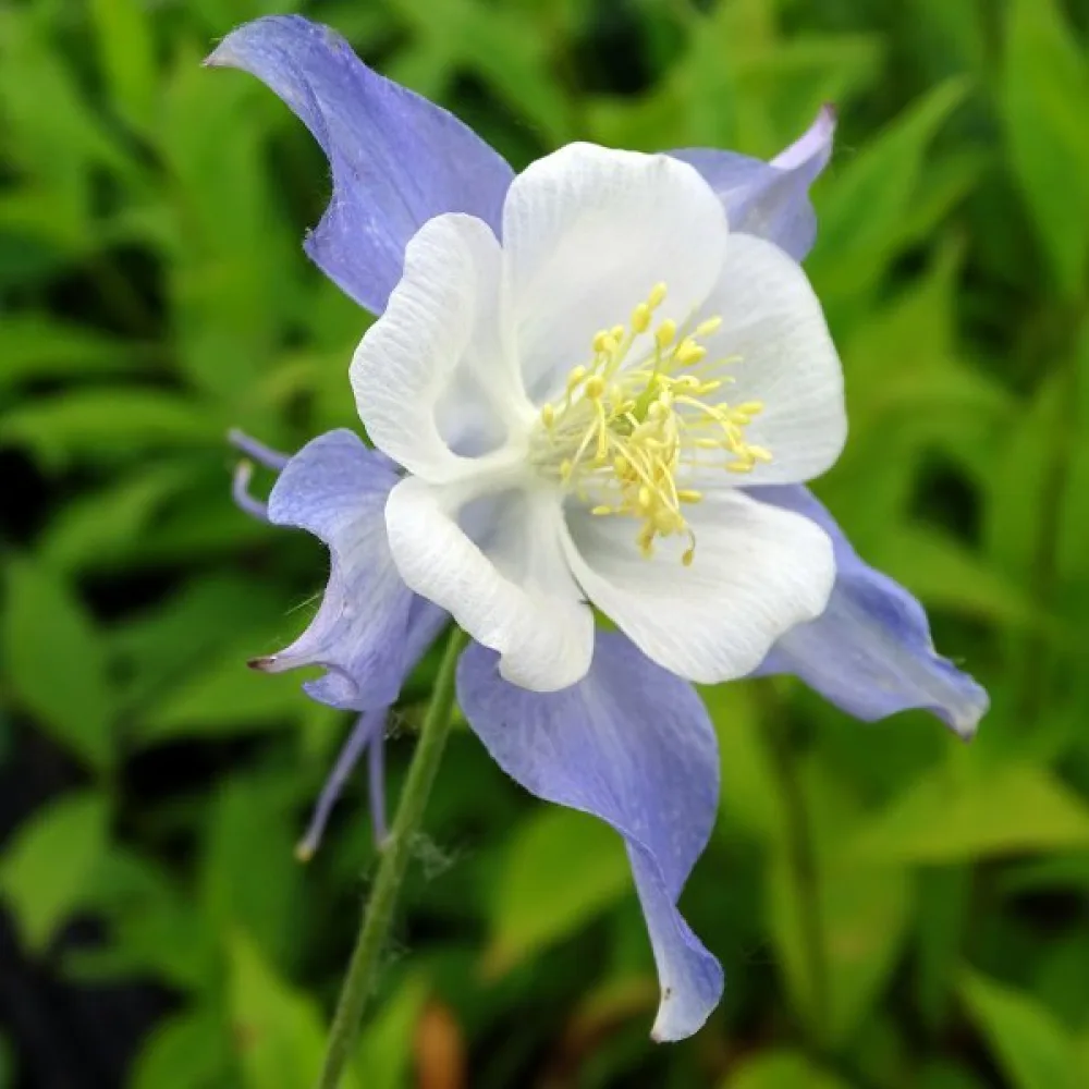 Akileija 'Blue Star'