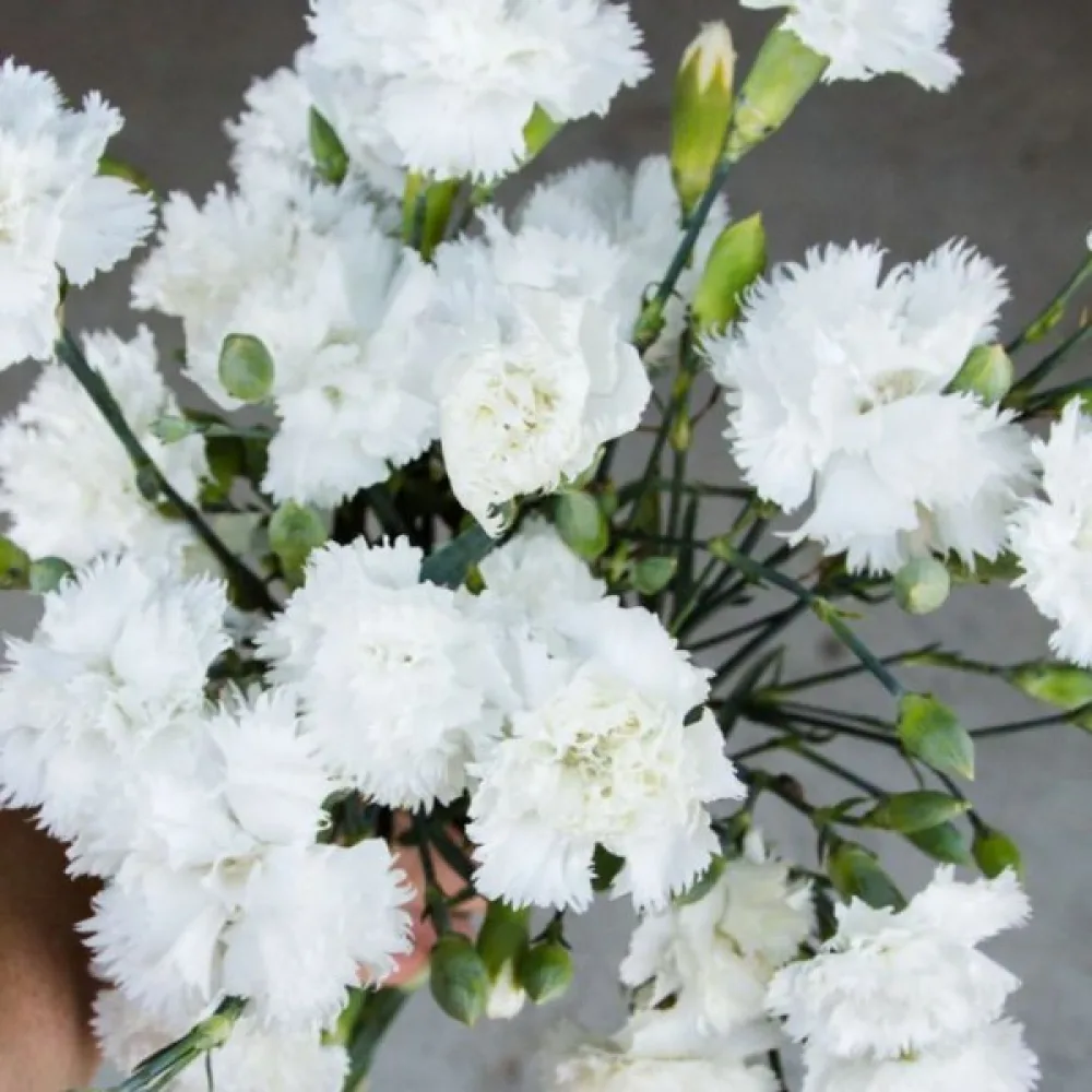 Neilikka Chabaud 'Jeanne Dionis'
