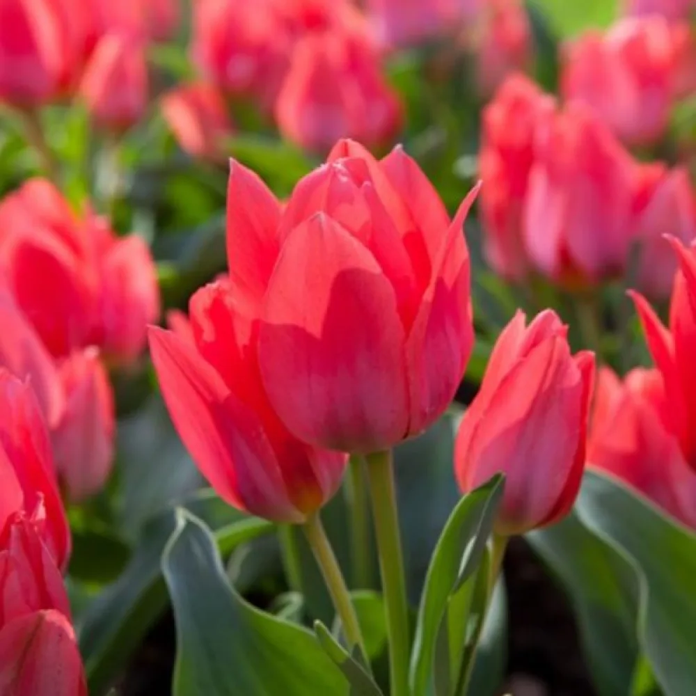 Tulppaani 'Toronto'