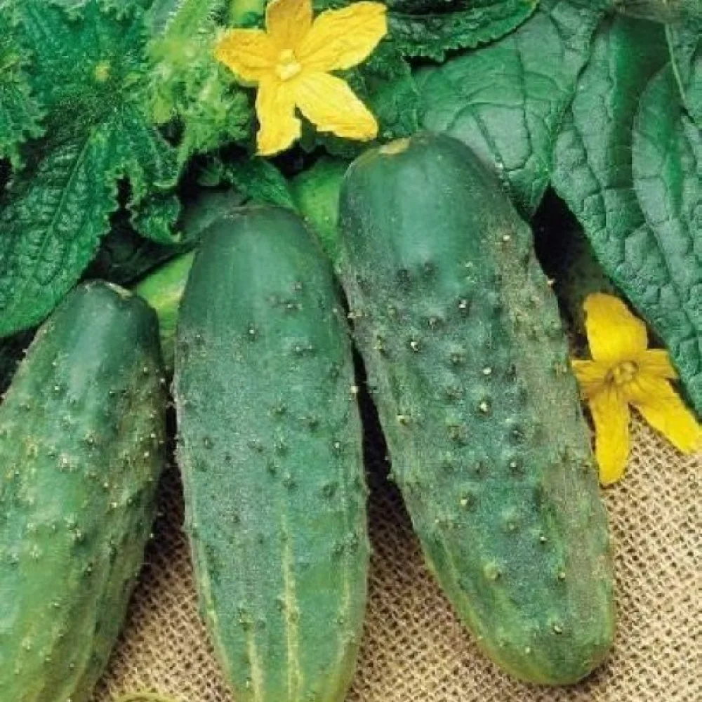 Avomaankurkku 'Racibor' F1