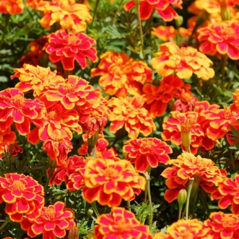 Ruusukesamettikukka 'Carmen'