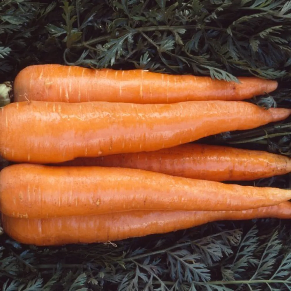 Porkkana 'Kuroda'