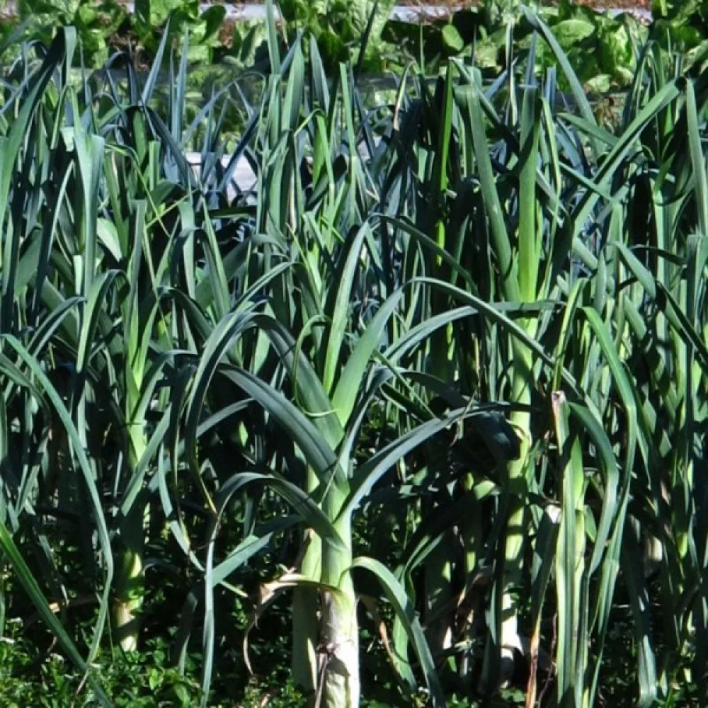 Purjo 'Blaugrüner Winter'