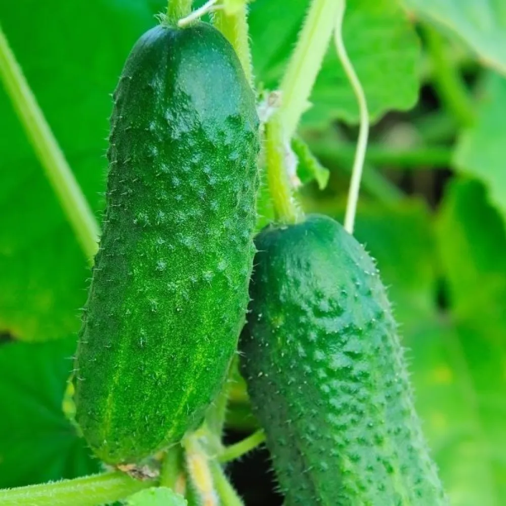 Avomaankurkku 'Julian' F1