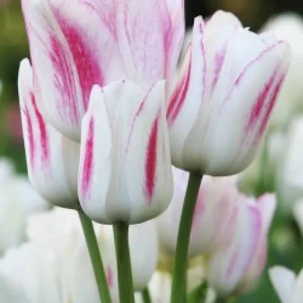 Tulppaani 'Candy Club'