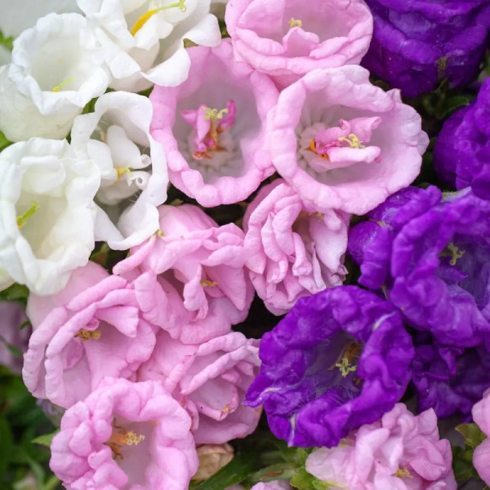 Kartanonkellokukka Campanula medium, kerrottu, sekoitus