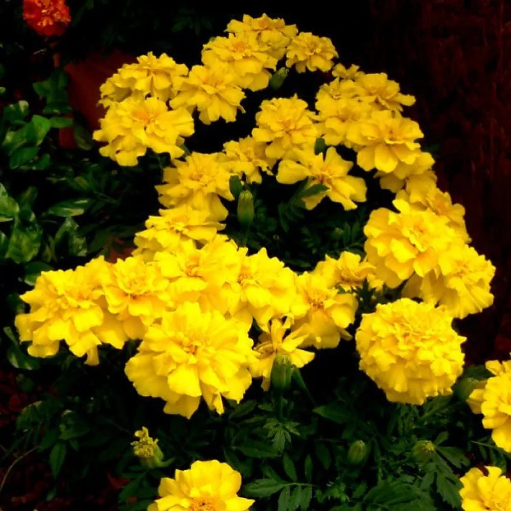 Ruusukesamettikukka 'Yellow Jacket'