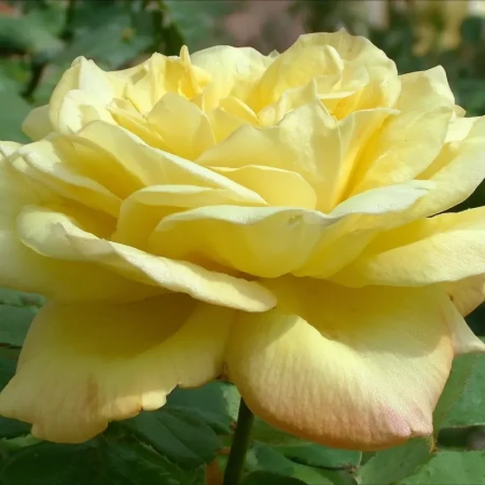 Ruusu 'Radiant Gold' – paljasjuurinen