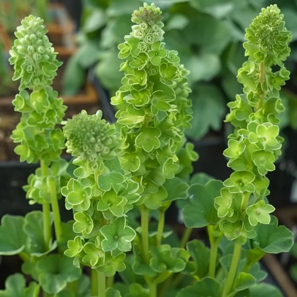 Simpukkakukka Moluccella laevis