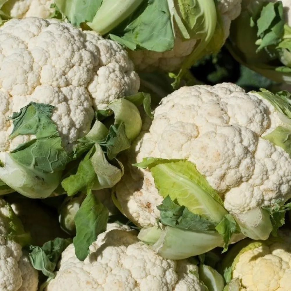 Kukkakaali 'Pionier'